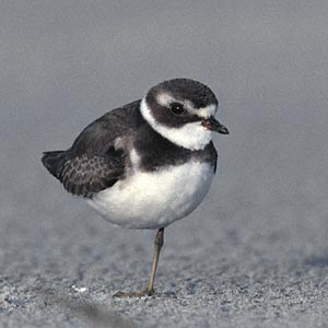 Semipalmated Plover (Charadrius semipalmatus) photo image