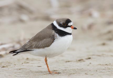 Semipalmated Plover (Charadrius semipalmatus) photo image