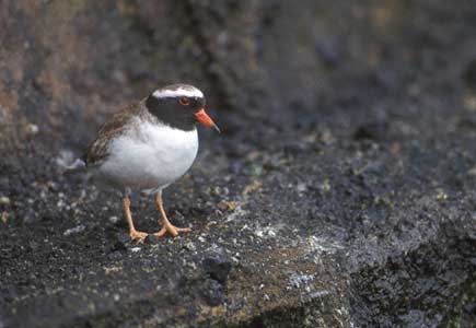 Shore Plover (Thinornis novaeseelandiae) photo