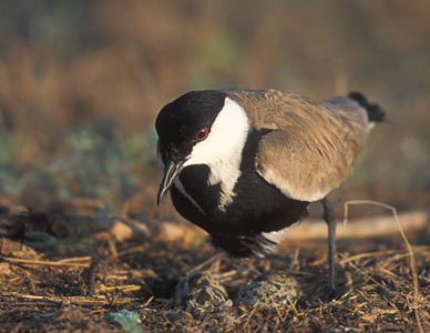 Spur-winged Lapwing (Vanellus spinosus) photo image