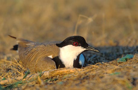 Spur-winged Lapwing (Vanellus spinosus) photo image