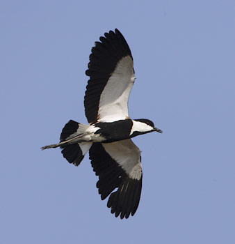 Spur-winged Lapwing (Vanellus spinosus) photo image
