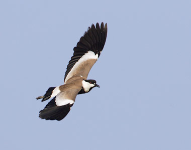Spur-winged Lapwing (Vanellus spinosus) photo image
