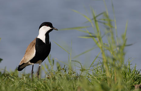 Spur-winged Lapwing (Vanellus spinosus) photo image