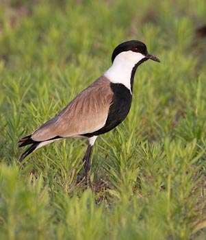 Spur-winged Lapwing (Vanellus spinosus) photo image