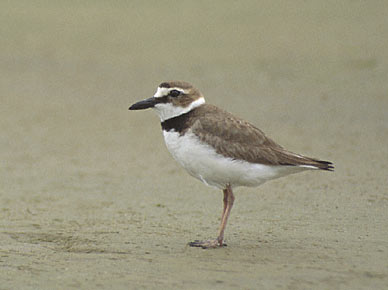 Wilson's Plover (Charadrius wilsonia) photo image
