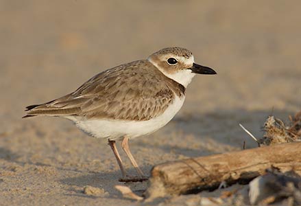 Wilson's Plover (Charadrius wilsonia) photo image