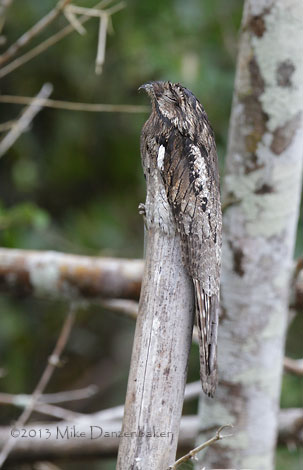 Common Potoo (Nyctibius griseus) photo image