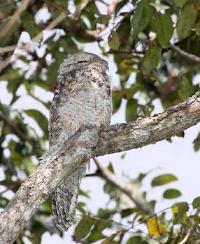 Great Potoo (Nyctibius grandis) photo image