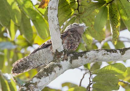 Great Potoo (Nyctibius grandis) photo image