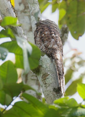 Great Potoo (Nyctibius grandis) photo image