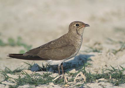 Collared Pratincole (Glareola pratincola) photo image