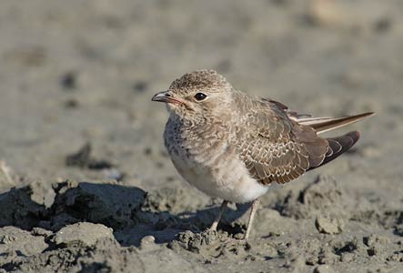 Collared Pratincole (Glareola pratincola) photo image