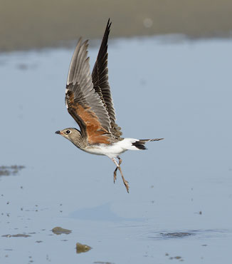 Collared Pratincole (Glareola pratincola) photo image