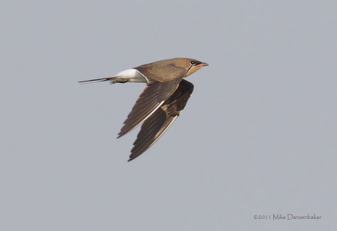 Collared Pratincole (Glareola pratincola) photo image