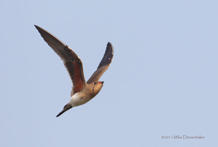 Collared Pratincole (Glareola pratincola) photo image