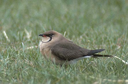 Oriental Pratincole (Glareola maldivarum) photo image