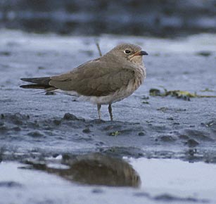 Oriental Pratincole (Glareola maldivarum) photo image