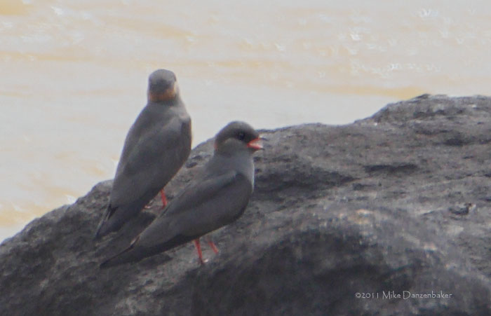 Rock Pratincole (Glareola nuchalis) photo image