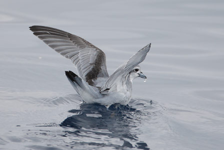 Fairy Prion (Pachyptila turtur) photo image