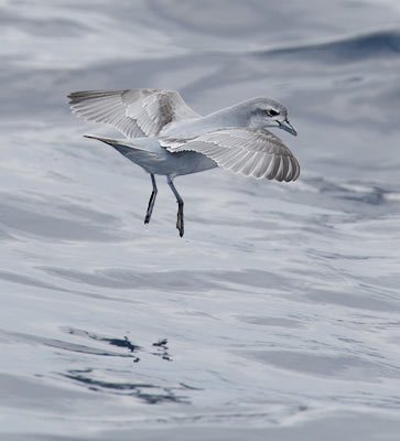 Fairy Prion (Pachyptila turtur) photo image