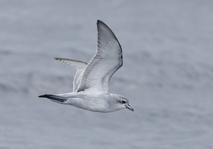 Fairy Prion (Pachyptila turtur) photo image