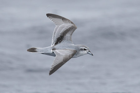 Fairy Prion (Pachyptila turtur) photo