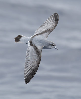 Fairy Prion (Pachyptila turtur) photo image