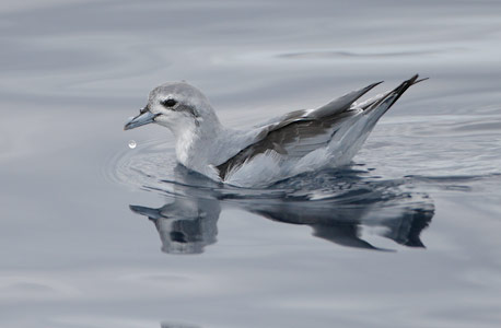 Fairy Prion (Pachyptila turtur) photo image