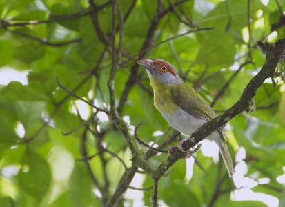 Rufous-browed Peppershrike (Cyclarhis gujanensis) photo image
