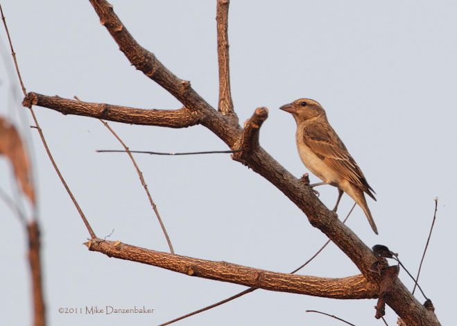 Bush Petronia (Gymnoris dentata) photo image