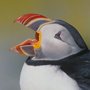 Atlantic Puffin (Fratercula arctica) photo image
