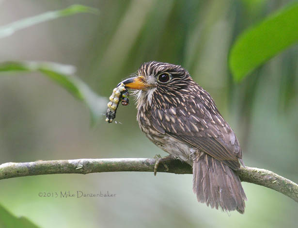 White-chested Puffbird (Malacoptila fusca) photo image