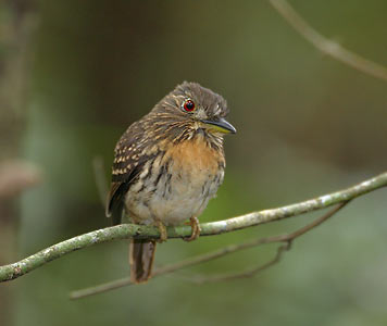 White-whiskered Puffbird (Malacoptila panamensis) photo image