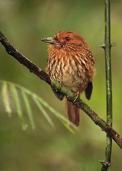White-whiskered Puffbird (Malacoptila panamensis) photo image