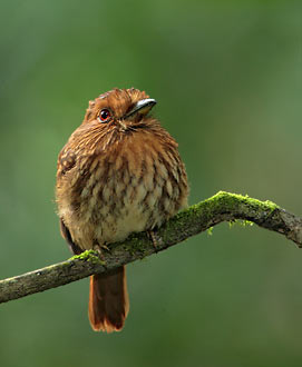 White-whiskered Puffbird (Malacoptila panamensis) photo image