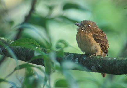 White-whiskered Puffbird (Malacoptila panamensis) photo image