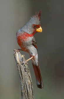 Pyrrhuloxia (Cardinalis sinuatus) photo image