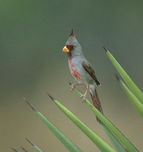 Pyrrhuloxia (Cardinalis sinuatus) photo image