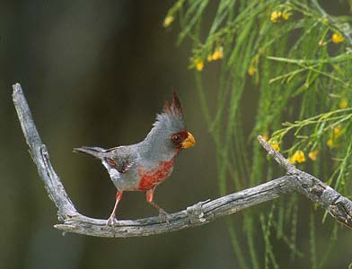 Pyrrhuloxia (Cardinalis sinuatus) photo image