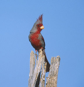 Pyrrhuloxia (Cardinalis sinuatus) photo image