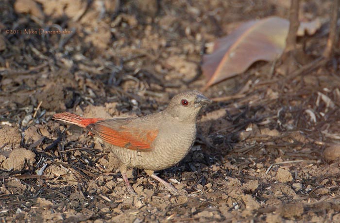 Red-winged Pytilia (Pytilia phoenicoptera) photo image