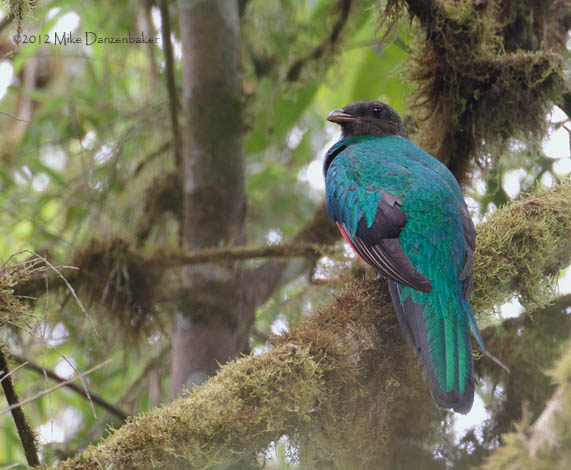 Golden-headed Quetzal (Pharomachrus auriceps) photo image