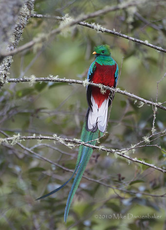 Resplendent Quetzal (Pharomachrus mocinno) photo image