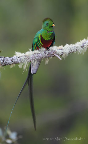 Resplendent Quetzal (Pharomachrus mocinno) photo image