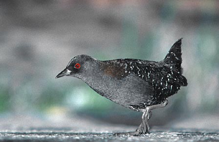 Black Rail (Laterallus jamaicensis) photo image