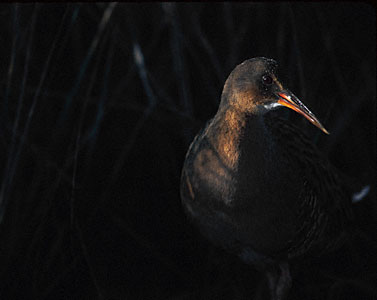 Ridgway's Rail (Rallus obsoletus) photo
