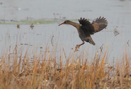 Ridgway's Rail (Rallus obsoletus) photo image