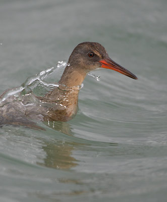 Ridgway's Rail (Rallus obsoletus) photo