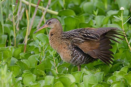 King Rail (Rallus elegans) photo
